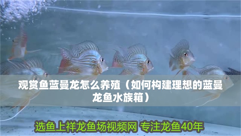 觀賞魚藍曼龍怎么養殖（如何構建理想的藍曼龍魚水族箱）