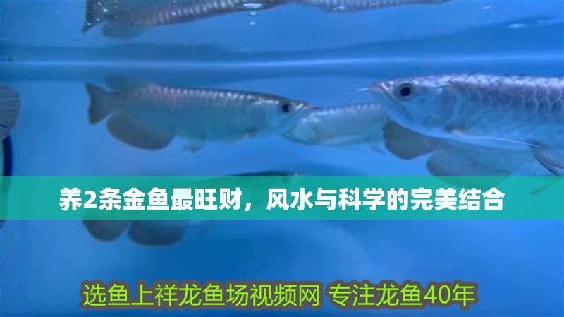 養2條金魚最旺財,風水與科學的完美結合 龍魚百科 第2張 養2條金魚最旺財,風水與科學的完美結合 養2條金魚最旺財,風水與科學的完美結合 龍魚百科 第2張