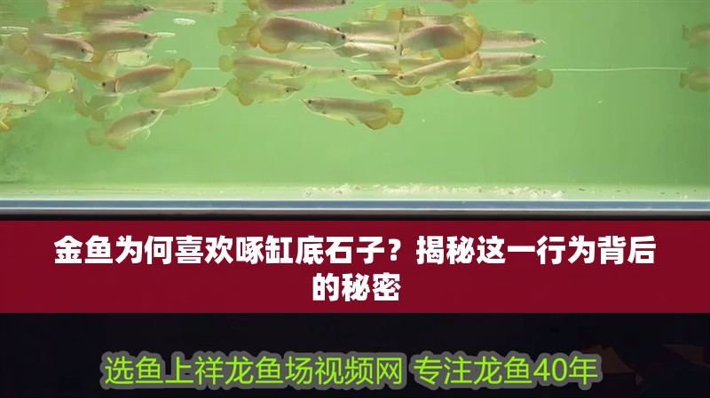 金魚為何喜歡啄缸底石子？揭秘這一行為背后的秘密