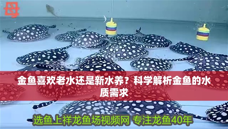 金魚喜歡老水還是新水養？科學解析金魚的水質需求 金魚喜歡老水還是新水養？科學解析金魚的水質需求 龍魚百科 第1張