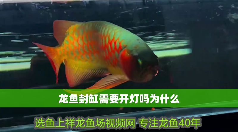 龍魚封缸需要開燈嗎為什么