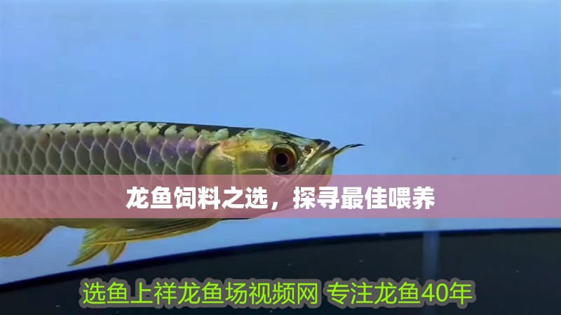 龍魚飼料之選,探尋最佳喂養 水族問答 龍魚飼料之選,探尋最佳喂養 龍魚飼料之選,探尋最佳喂養 水族問答
