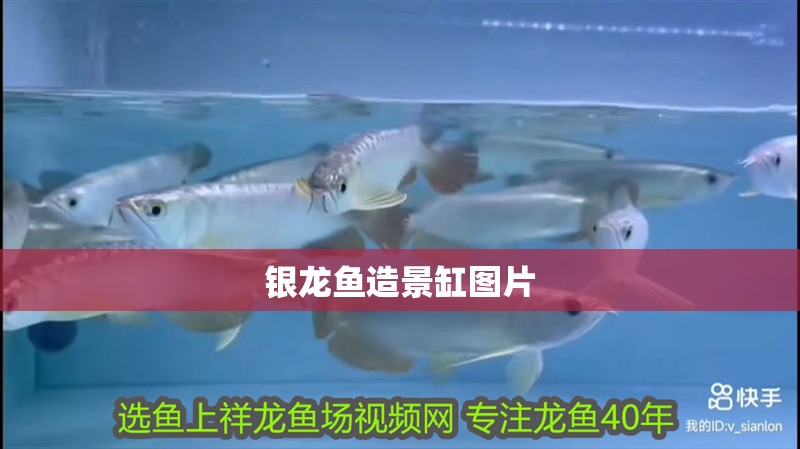 銀龍魚造景缸圖片 銀龍魚造景缸圖片 銀龍魚百科
