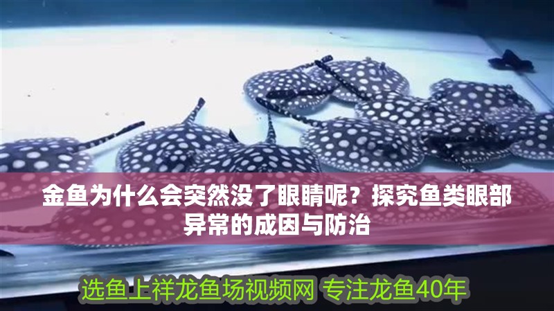 金魚為什么會突然沒了眼睛呢？探究魚類眼部異常的成因與防治