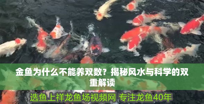 金魚為什么不能養雙數？揭秘風水與科學的雙重解讀 金魚為什么不能養雙數？揭秘風水與科學的雙重解讀 龍魚百科 第2張
