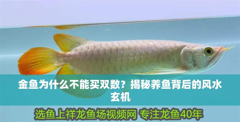 金魚為什么不能買雙數(shù)？揭秘養(yǎng)魚背后的風(fēng)水玄機(jī)