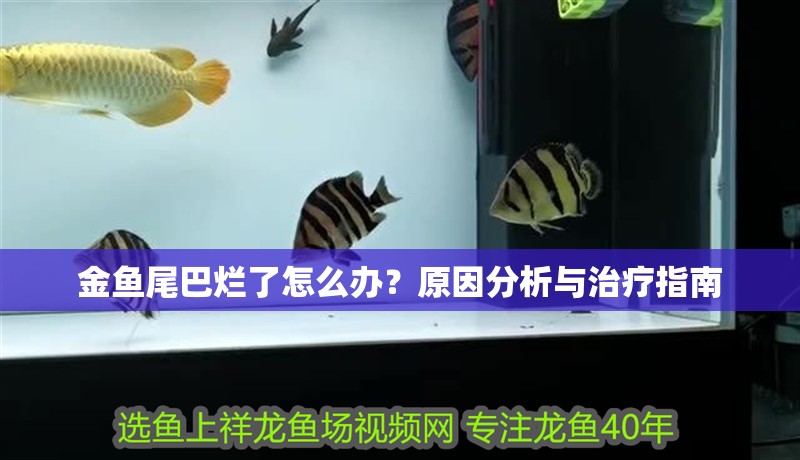 金魚尾巴爛了怎么辦？原因分析與治療指南