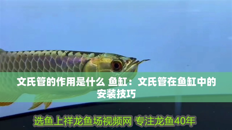 文氏管的作用是什么 魚缸：文氏管在魚缸中的安裝技巧