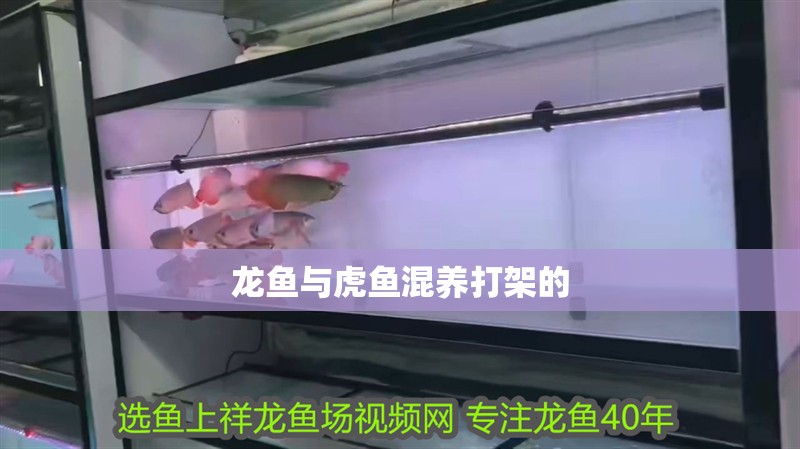 龍魚與虎魚混養(yǎng)打架的