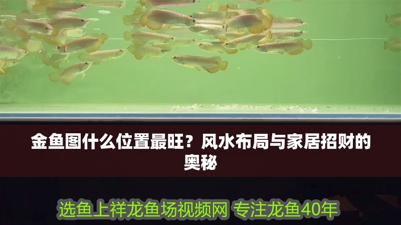 金魚圖什么位置最旺？風(fēng)水布局與家居招財(cái)?shù)膴W秘