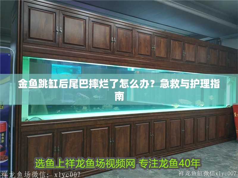 金魚跳缸后尾巴摔爛了怎么辦？急救與護理指南