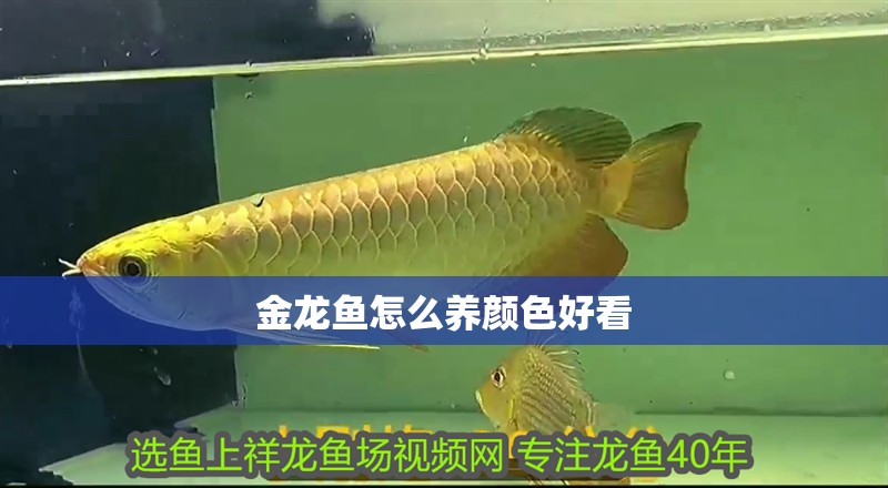 金龍魚怎么養顏色好看