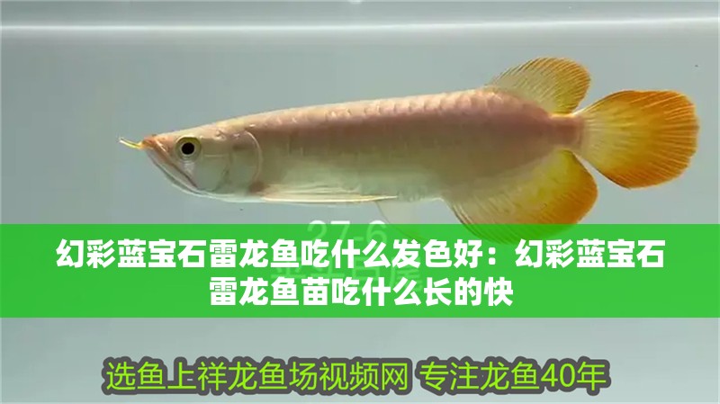 幻彩藍寶石雷龍魚吃什么發色好：幻彩藍寶石雷龍魚苗吃什么長的快