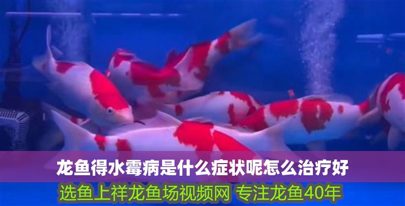 龍魚得水霉病是什么癥狀呢怎么治療好 龍魚百科 第2張 龍魚得水霉病是什么癥狀呢怎么治療好 龍魚得水霉病是什么癥狀呢怎么治療好 龍魚百科 第2張