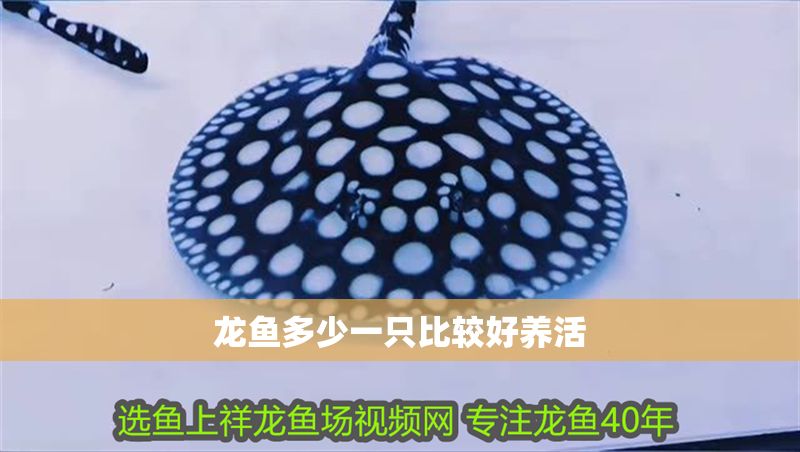 龍魚多少一只比較好養(yǎng)活