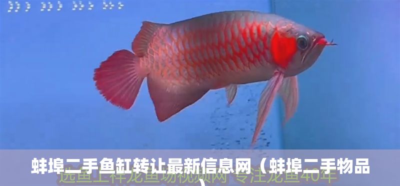 蚌埠二手魚缸轉讓最新信息網（蚌埠二手物品）