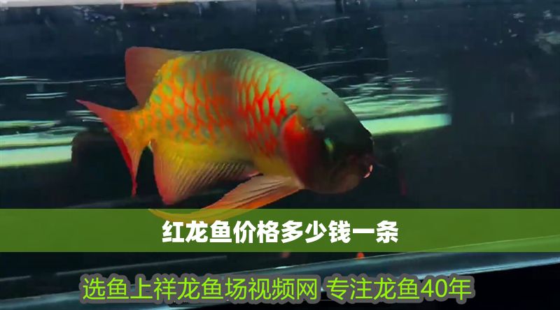 紅龍魚價格多少錢一條