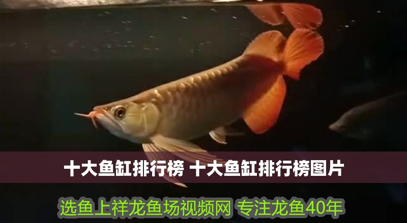 十大魚缸排行榜 十大魚缸排行榜圖片 龍魚百科 第1張 十大魚缸排行榜 十大魚缸排行榜圖片 十大魚缸排行榜 十大魚缸排行榜圖片 龍魚百科 第1張