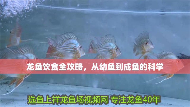龍魚飲食全攻略，從幼魚到成魚的科學(xué)