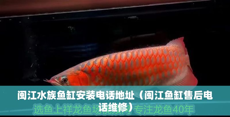閩江水族魚缸安裝電話地址(閩江魚缸售后電話維修) 龍魚百科 第1張 閩江水族魚缸安裝電話地址(閩江魚缸售后電話維修) 閩江水族魚缸安裝電話地址(閩江魚缸售后電話維修) 龍魚百科 第1張