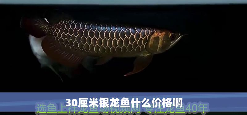 30厘米銀龍魚什么價格啊