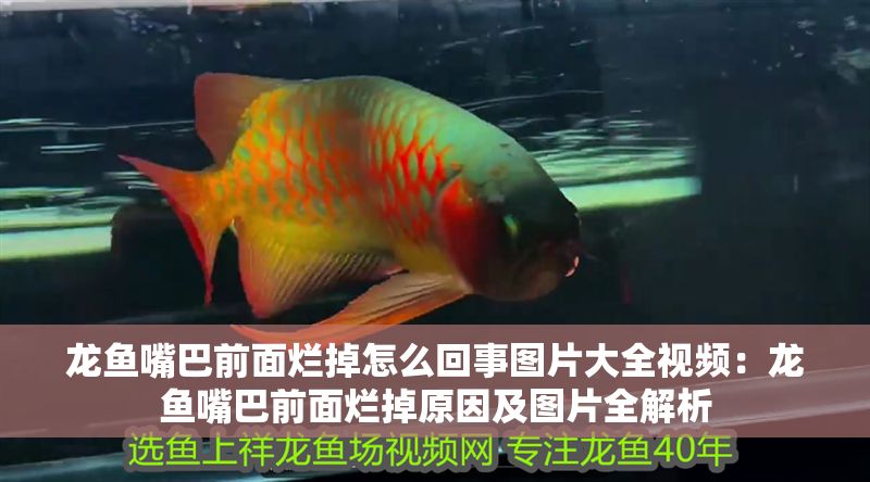 龍魚嘴巴前面爛掉怎么回事圖片大全視頻：龍魚嘴巴前面爛掉原因及圖片全解析