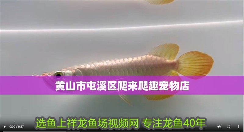 黃山市屯溪區(qū)爬來爬趣寵物店 黃山市屯溪區(qū)爬來爬趣寵物店 全國水族館企業(yè)名錄 第2張