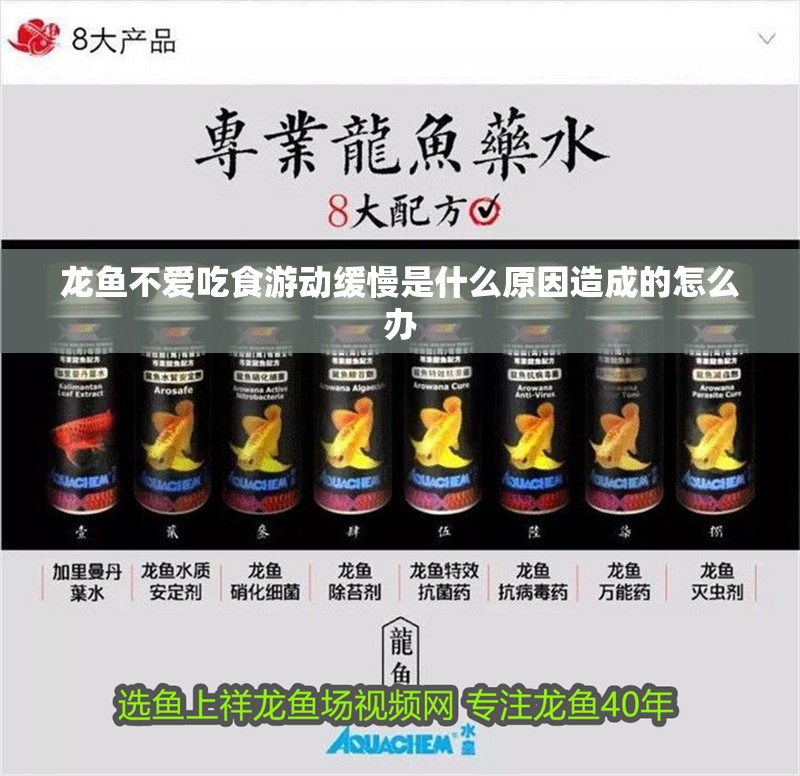 龍魚不愛吃食游動緩慢是什么原因造成的怎么辦