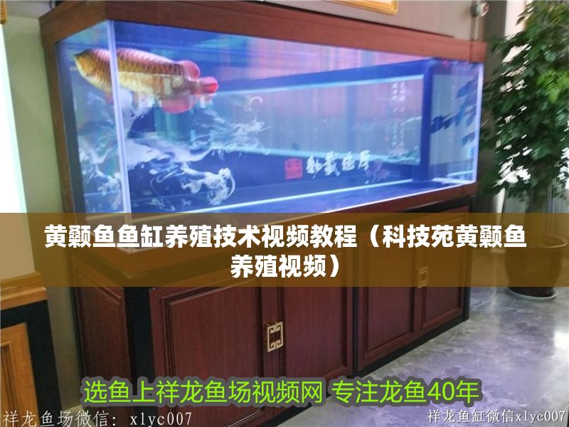 黃顙魚魚缸養(yǎng)殖技術(shù)視頻教程（科技苑黃顙魚養(yǎng)殖視頻）