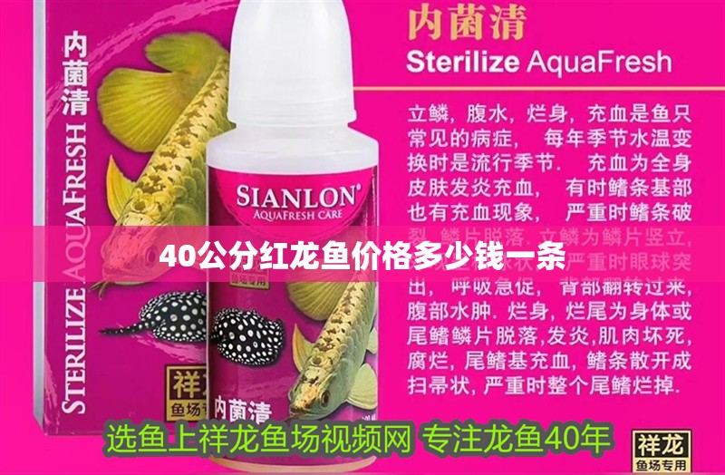 40公分紅龍魚價格多少錢一條 龍魚百科 第1張 40公分紅龍魚價格多少錢一條 40公分紅龍魚價格多少錢一條 龍魚百科 第1張