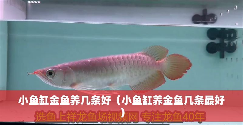 小魚缸金魚養(yǎng)幾條好（小魚缸養(yǎng)金魚幾條最好）