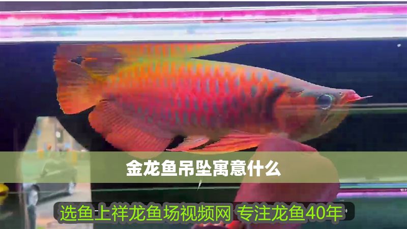 金龍魚吊墜寓意什么 龍魚百科 第2張 金龍魚吊墜寓意什么 金龍魚吊墜寓意什么 龍魚百科 第2張