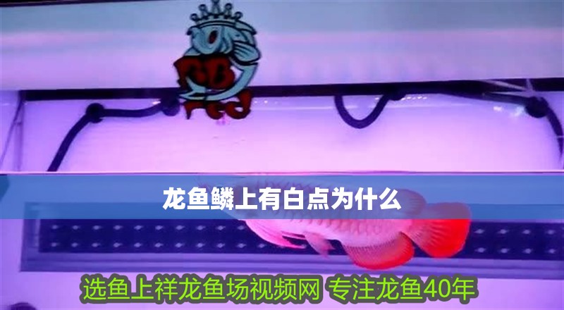 龍魚鱗上有白點(diǎn)為什么 龍魚百科 第2張 龍魚鱗上有白點(diǎn)為什么 龍魚鱗上有白點(diǎn)為什么 龍魚百科 第2張