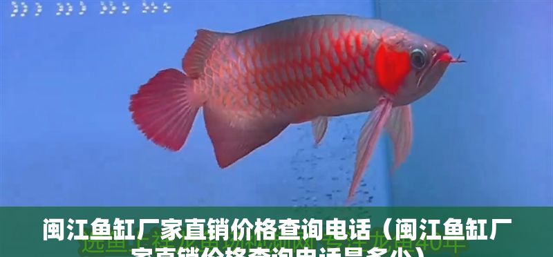 閩江魚缸廠家直銷價格查詢電話（閩江魚缸廠家直銷價格查詢電話是多少） 閩江魚缸廠家直銷價格查詢電話（閩江魚缸廠家直銷價格查詢電話是多少） 龍魚百科 第1張