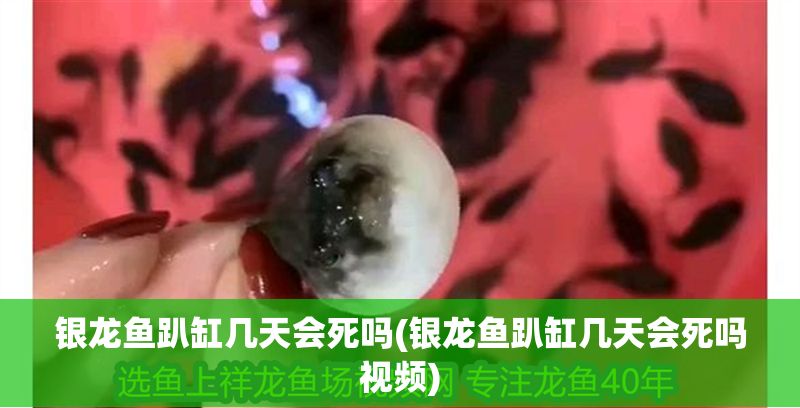 銀龍魚趴缸幾天會死嗎(銀龍魚趴缸幾天會死嗎視頻)
