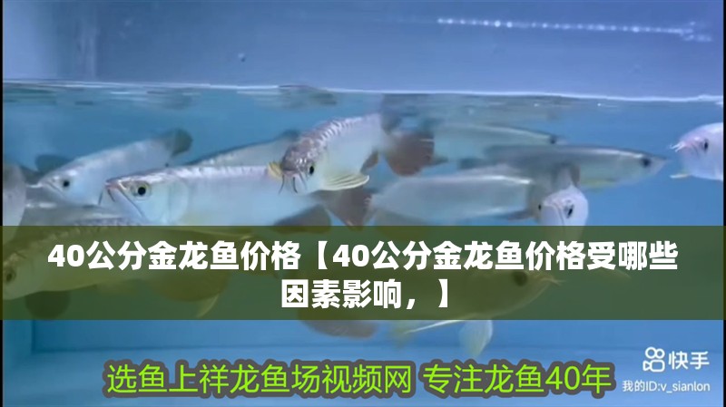 40公分金龍魚價(jià)格【40公分金龍魚價(jià)格受哪些因素影響，】