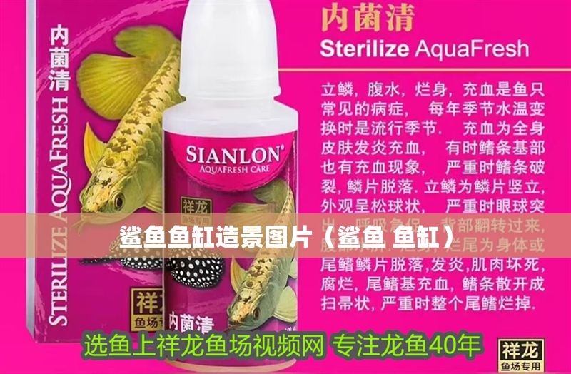 鯊魚魚缸造景圖片（鯊魚 魚缸）