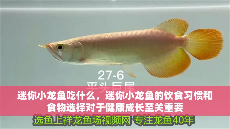 迷你小龍魚吃什么，迷你小龍魚的飲食習慣和食物選擇對于健康成長至關重要