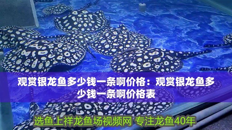觀賞銀龍魚多少錢一條啊價格：觀賞銀龍魚多少錢一條啊價格表