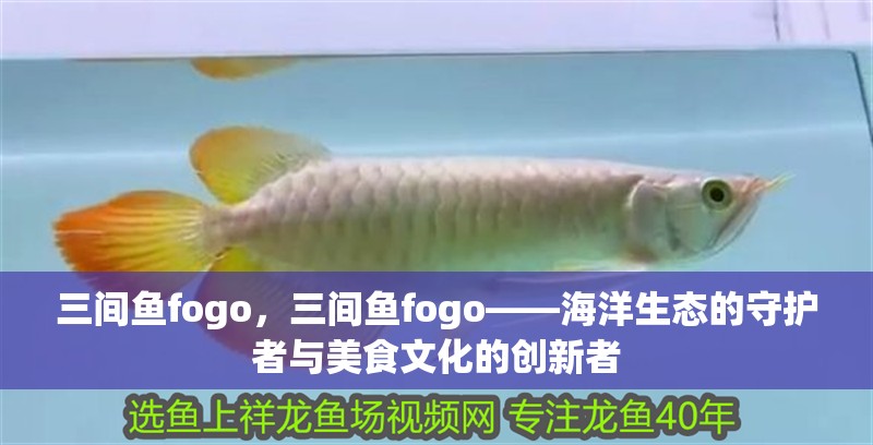 三間魚fogo，三間魚fogo——海洋生態的守護者與美食文化的創新者
