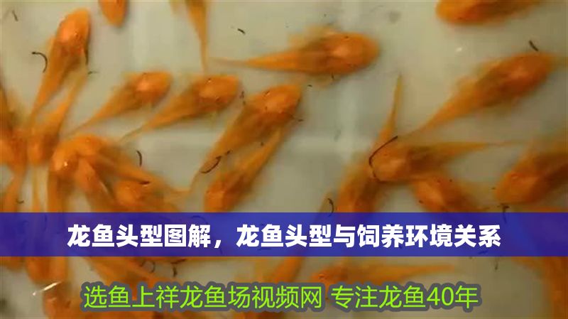 龍魚頭型圖解，龍魚頭型與飼養環境關系