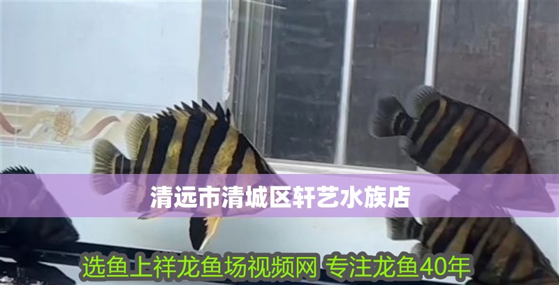 清遠市清城區軒藝水族店 清遠市清城區軒藝水族店 全國水族館企業名錄 第2張