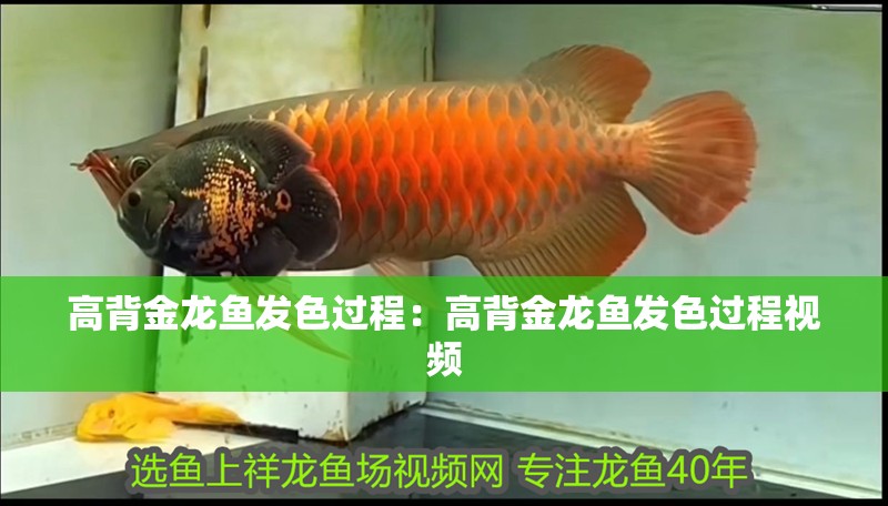 高背金龍魚發色過程：高背金龍魚發色過程視頻