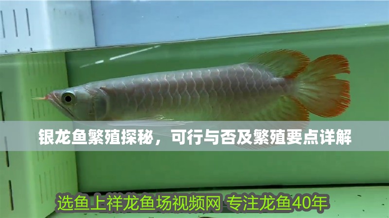 銀龍魚(yú)繁殖探秘，可行與否及繁殖要點(diǎn)詳解