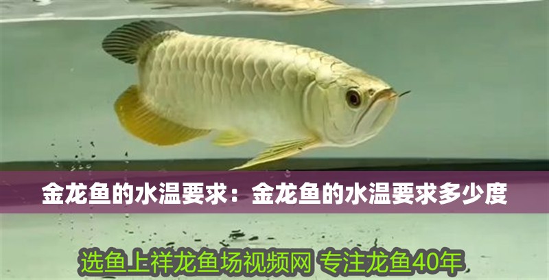 金龍魚的水溫要求：金龍魚的水溫要求多少度