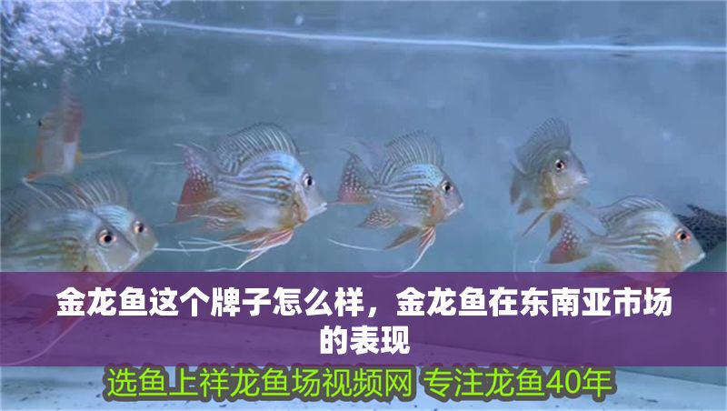 金龍魚這個牌子怎么樣，金龍魚在東南亞市場的表現(xiàn) 金龍魚這個牌子怎么樣，金龍魚在東南亞市場的表現(xiàn) 龍魚百科 第2張