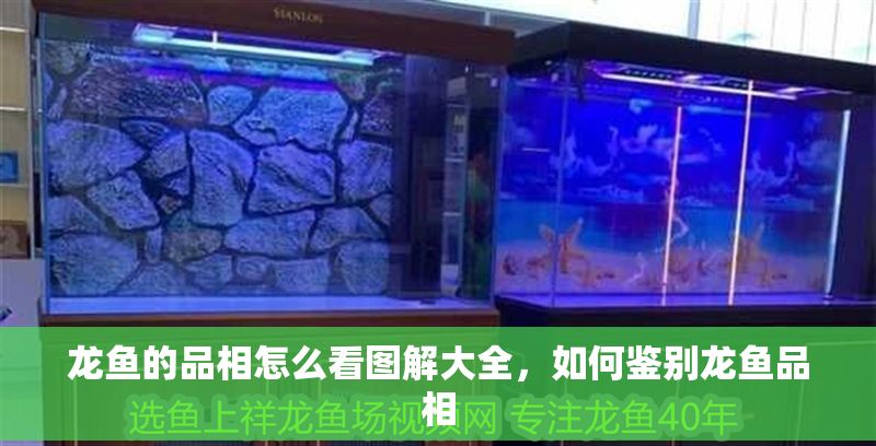 龍魚的品相怎么看圖解大全，如何鑒別龍魚品相