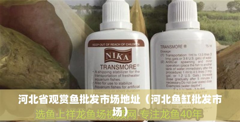 河北省觀賞魚批發市場地址（河北魚缸批發市場） 河北省觀賞魚批發市場地址（河北魚缸批發市場） 龍魚百科 第1張
