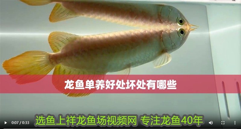 龍魚單養好處壞處有哪些