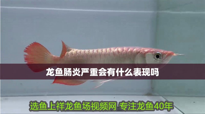 龍魚腸炎嚴重會有什么表現嗎